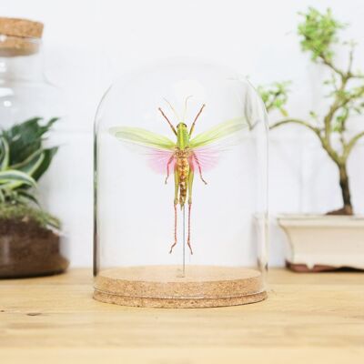 Rose Winged Grasshopper Bell Jar