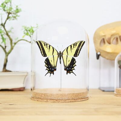 Two-Tailed Swallowtail Bell Jar