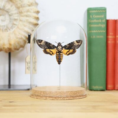 Death's Head Moth Bell Jar