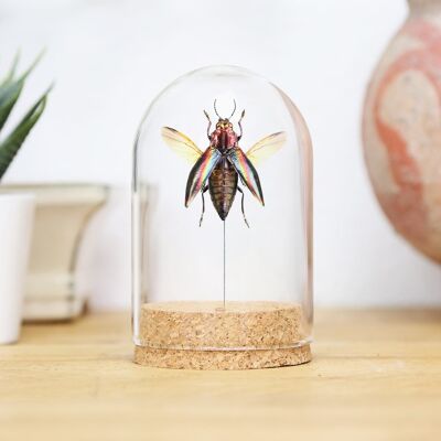 Rainbow Jewel Beetle Bell Jar