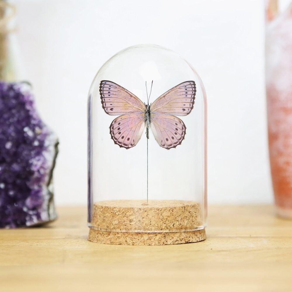 Gefleckte Fliederbaumnymphe Glasglocke (Rückenseite)