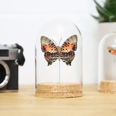 Shining Red Charaxes Bell Jar (Ventral)