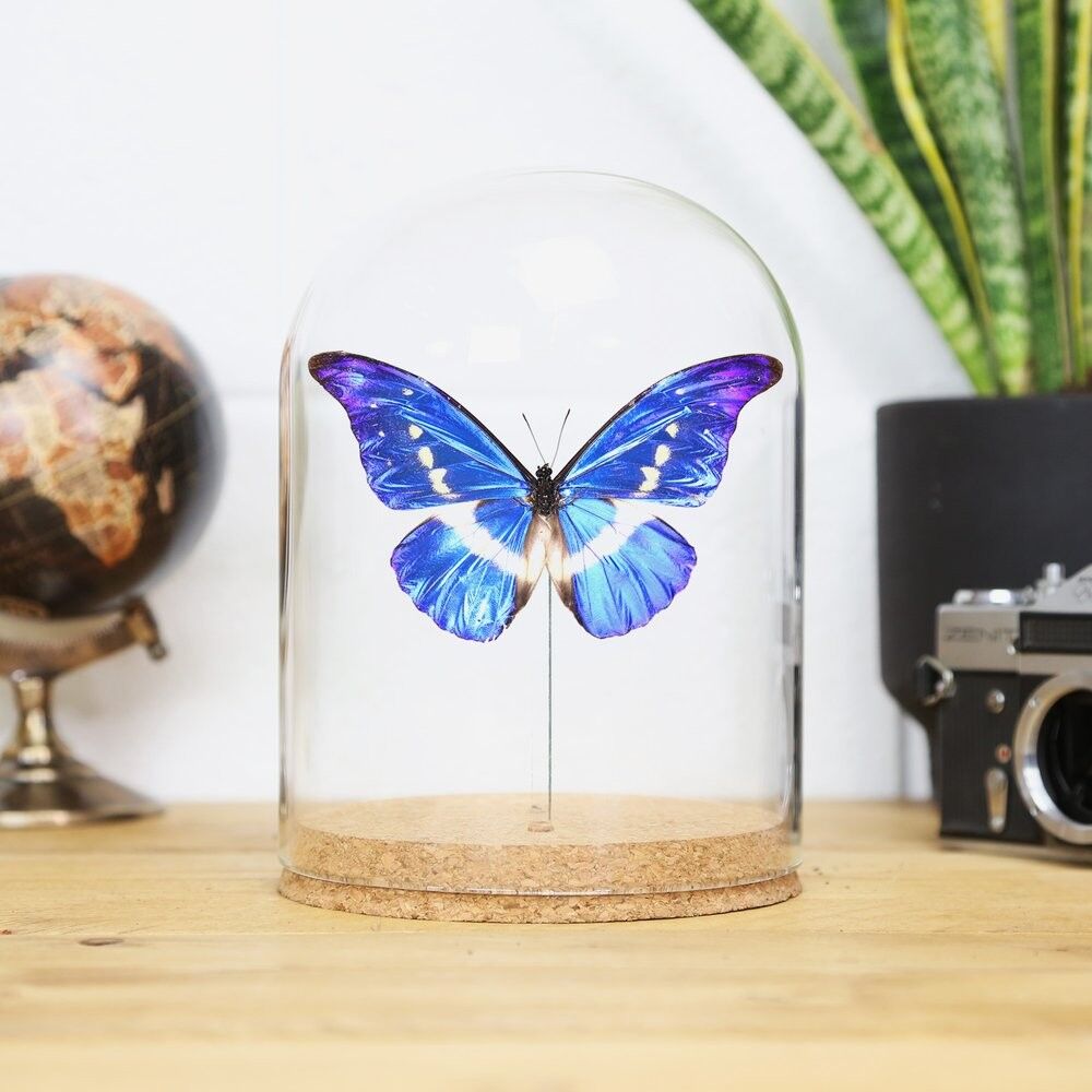 Tarro de campana Helena Morpho