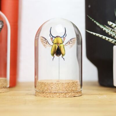 Saw Tooth Green Stag Beetle Bell Jar