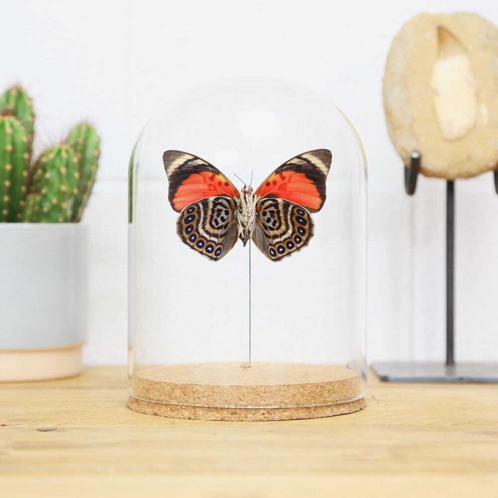 Claudina Agrias Glasglocke