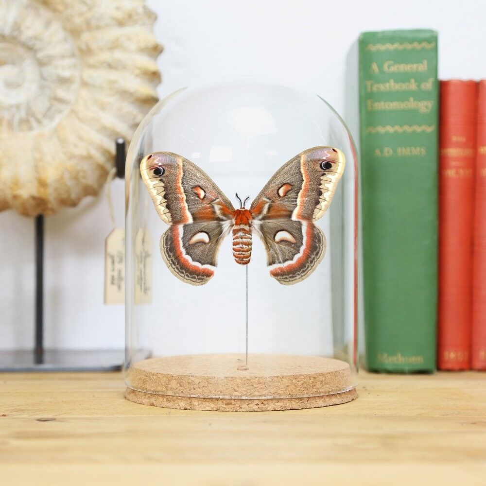 Hyalophora Cecropia Mottenglocke Jar