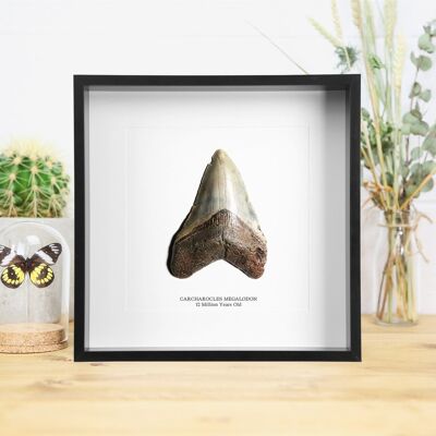 Carcharocles Megalodon Fossil Tooth