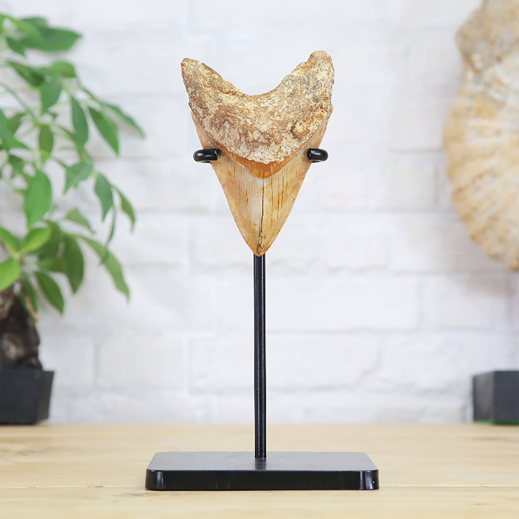 Dente di Megalodonte autentico fossile di dinosauro di qualità naturale museo di storia naturale supporto in acciaio su misura design d'interni arredamento per la casa esposizione