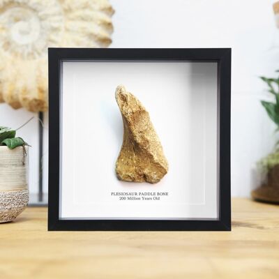 Plesiosaur Paddle Bone