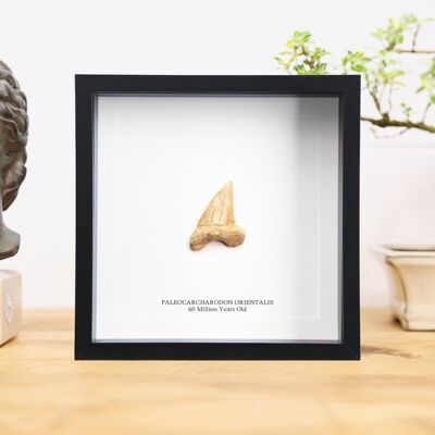 Dent fossile de dinosaure Paleocarcharodon Orientalis