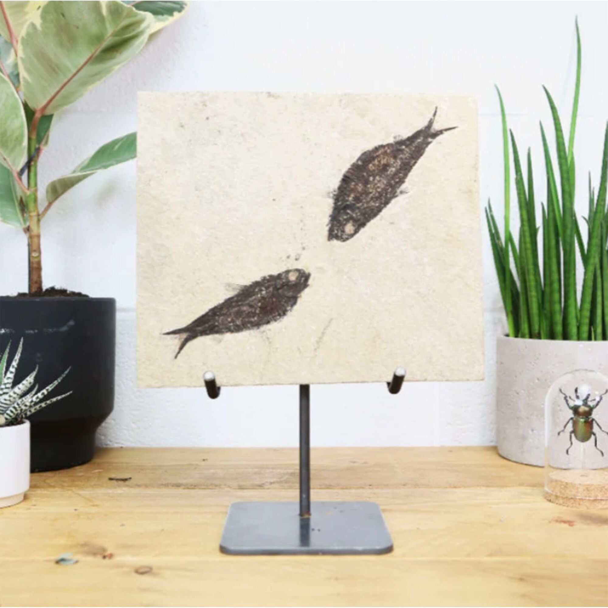 Fossilisé Diplomystus Véritable Authentique Fossile De Dinosaure Musée Qualité Sur Mesure Support En Acier Histoire Naturelle Design D'intérieur Décoration D'intérieur Ornement