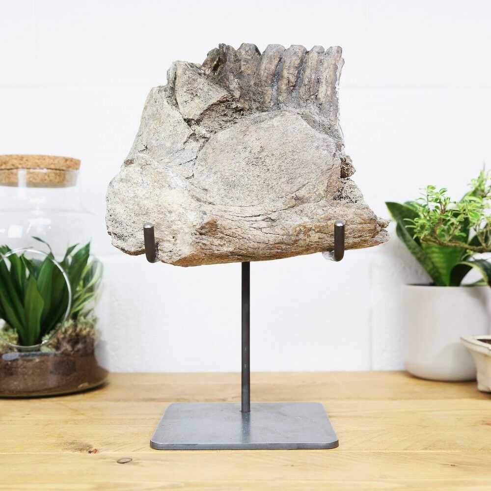 Stegodon Fossil Tooth Stand