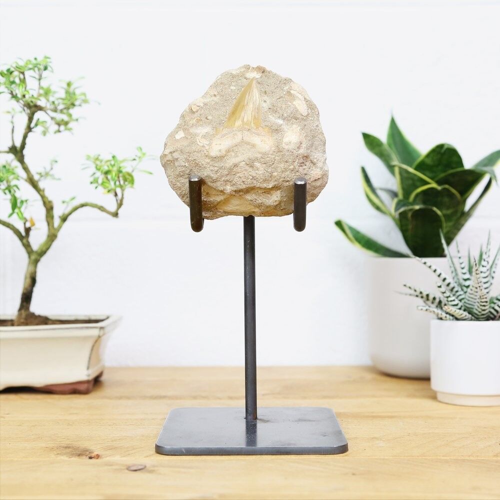 Otodus Matrix-Ständer