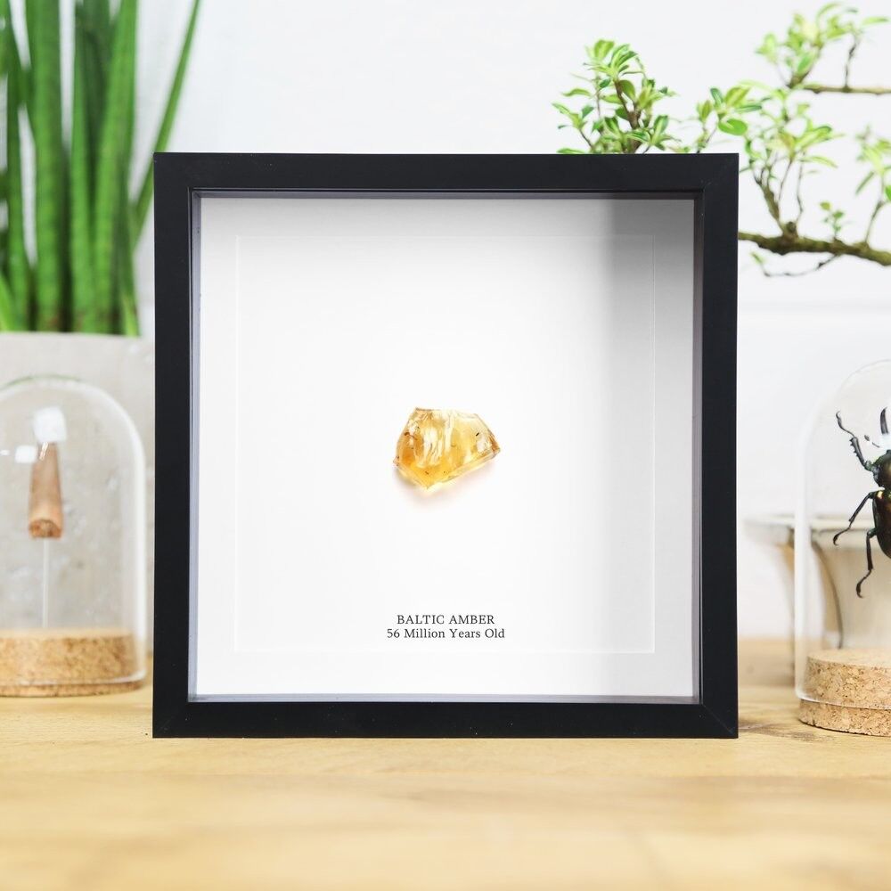 Einbeziehung von baltischem Bernstein