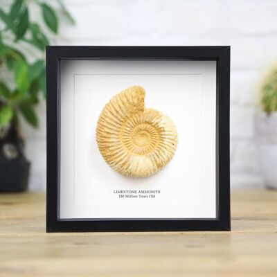 Calcaire Ammonite Véritable Authentique Fossile De Dinosaure Musée Qualité Boîte Cadre Histoire Naturelle Design D'intérieur Décoration Murale Affichage
