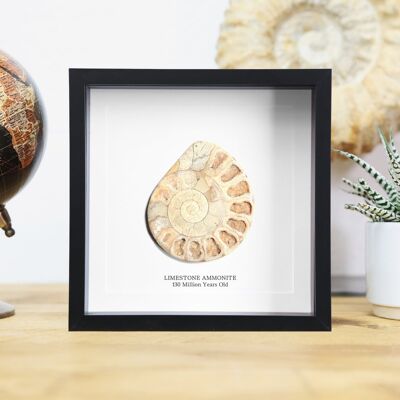 Limestone Ammonite Polished