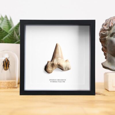 Otodus Obliquus Dinosaur Fossil Tooth