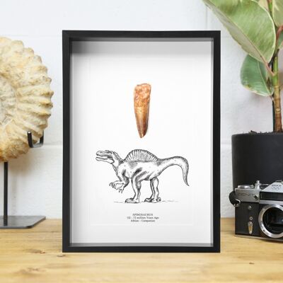 Spinosaurus Dinosaur Fossil Tooth and Illustration