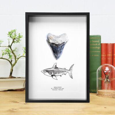 Megalodon Shark Fossil Tooth and Illustration