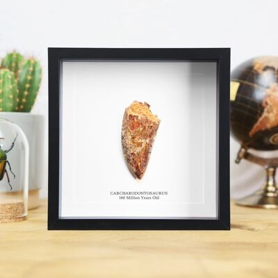 Dent fossile de dinosaure XL Tyrannosaurus Rex africain