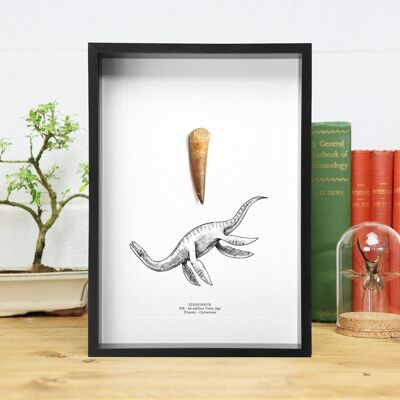 Plesiosaur Fossil Dinosaur Tooth and Illustration