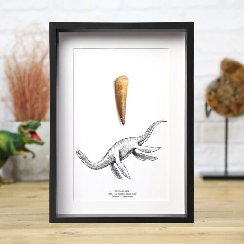 Plesiosaur Dinosaur Tooth and Illustration Real Authentic Dinosaur Fossil Museum Quality Box Frame Interior Design Home Decor Gift Ornament
