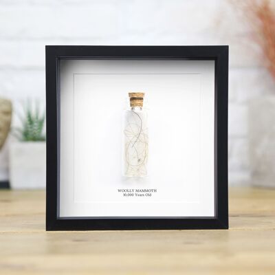 Fósil de dinosaurio jurásico auténtico y auténtico con pelo de mamut lanudo, caja con marco de calidad de museo, decoración de interiores de historia natural, regalo y adorno