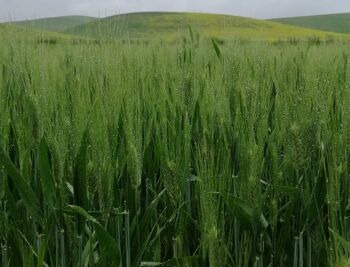 Farine de blé dur sicilienne ancienne, moulue sur pierre, de la variété biologique Timilia 2