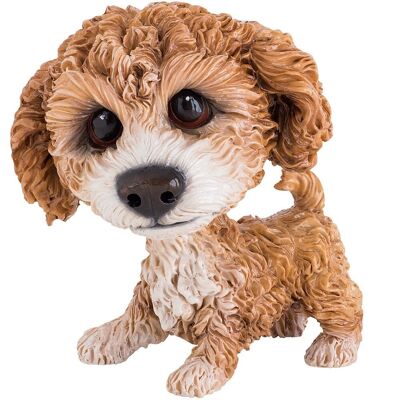 Molly - Cavachón