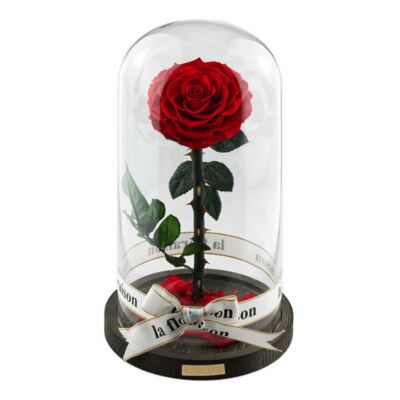 Rose im Glas Rot - énorme