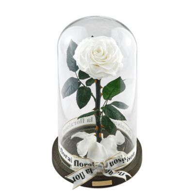 Rose im Glas Weiß - énorme