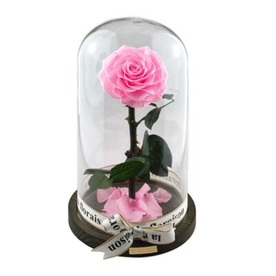 Rose im Glas Pink - énorme