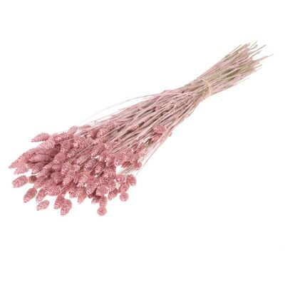 Phalaris, env.150g, env.60cm, blanchi à la chaux rose