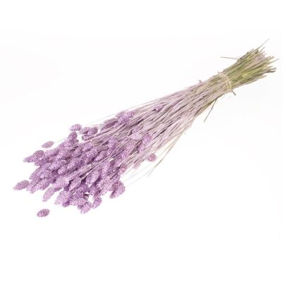 Phalaris, approx. 150g, limed lilac