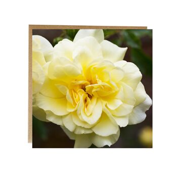 Carte de voeux rose - Carte de voeux rose jaune