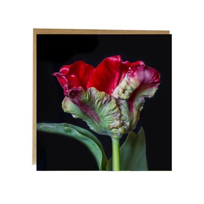 Tarjeta de felicitación de loro tulipán - tarjeta de flores de bellas artes de tulipán rojo