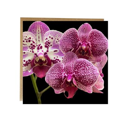 Carte de voeux orchidée rose - carte florale