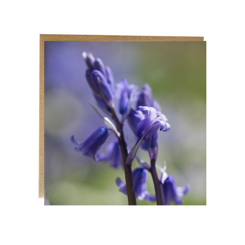 Bluebell greeting card