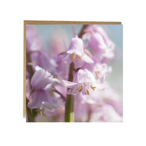 Pink Bluebell card - flower greeting card