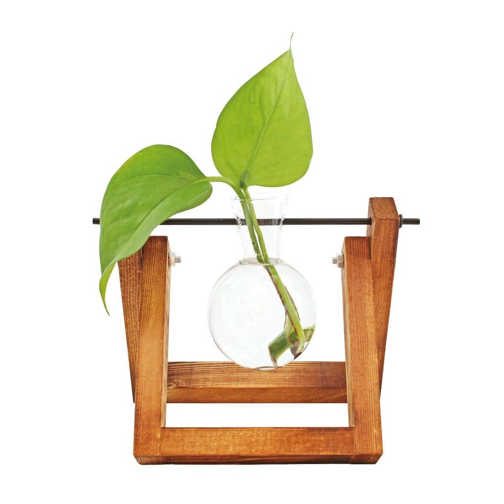 Hydro Vase Lilly | For seedlings