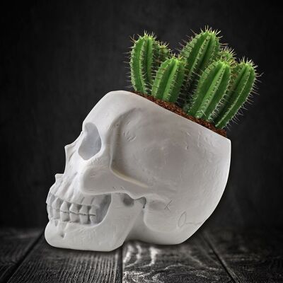 Ensemble de plantes crâne