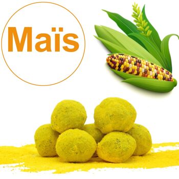 Bombe à graines / Cocon avec graines de Maïs Multicolore BIO (par sachet de 10) 2