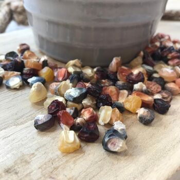 Bombe à graines / Cocon avec graines de Maïs Multicolore BIO (par sachet de 10) 4