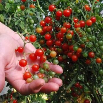 Bombe à graines / Cocon avec graines de Tomate Petit moineau BIO emballage individuel 3