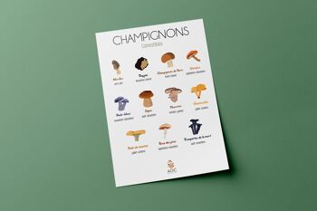 Champignons 1