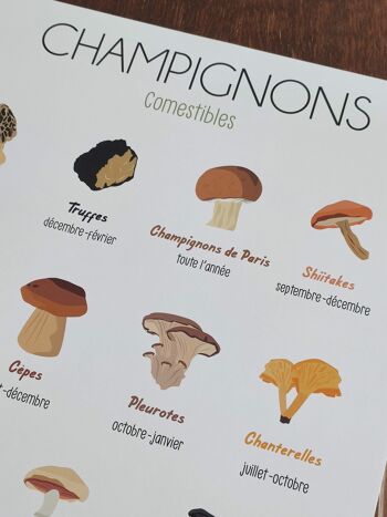 Champignons 4