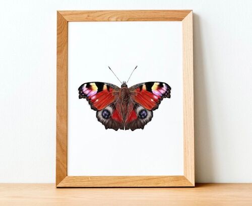Butterfly Print - Painting - Art Print - science illustration - animal print - wildlife art - pretty picture - portrait A5