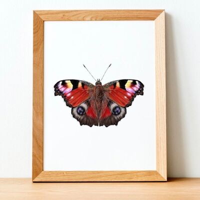 Schmetterlingsdruck – Malerei – Kunstdruck – Wissenschaftsillustration – Tierdruck – Tierkunst – hübsches Bild – Porträt A5