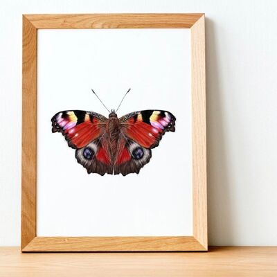 Schmetterlingsdruck – Malerei – Kunstdruck – Wissenschaftsillustration – Tierdruck – Tierkunst – hübsches Bild – Porträt A5