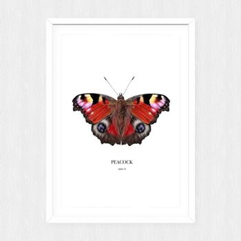Impression de papillon - peinture - impression d'art - illustration scientifique - impression animale - art animalier - jolie image - paon - impression animale - A5 1